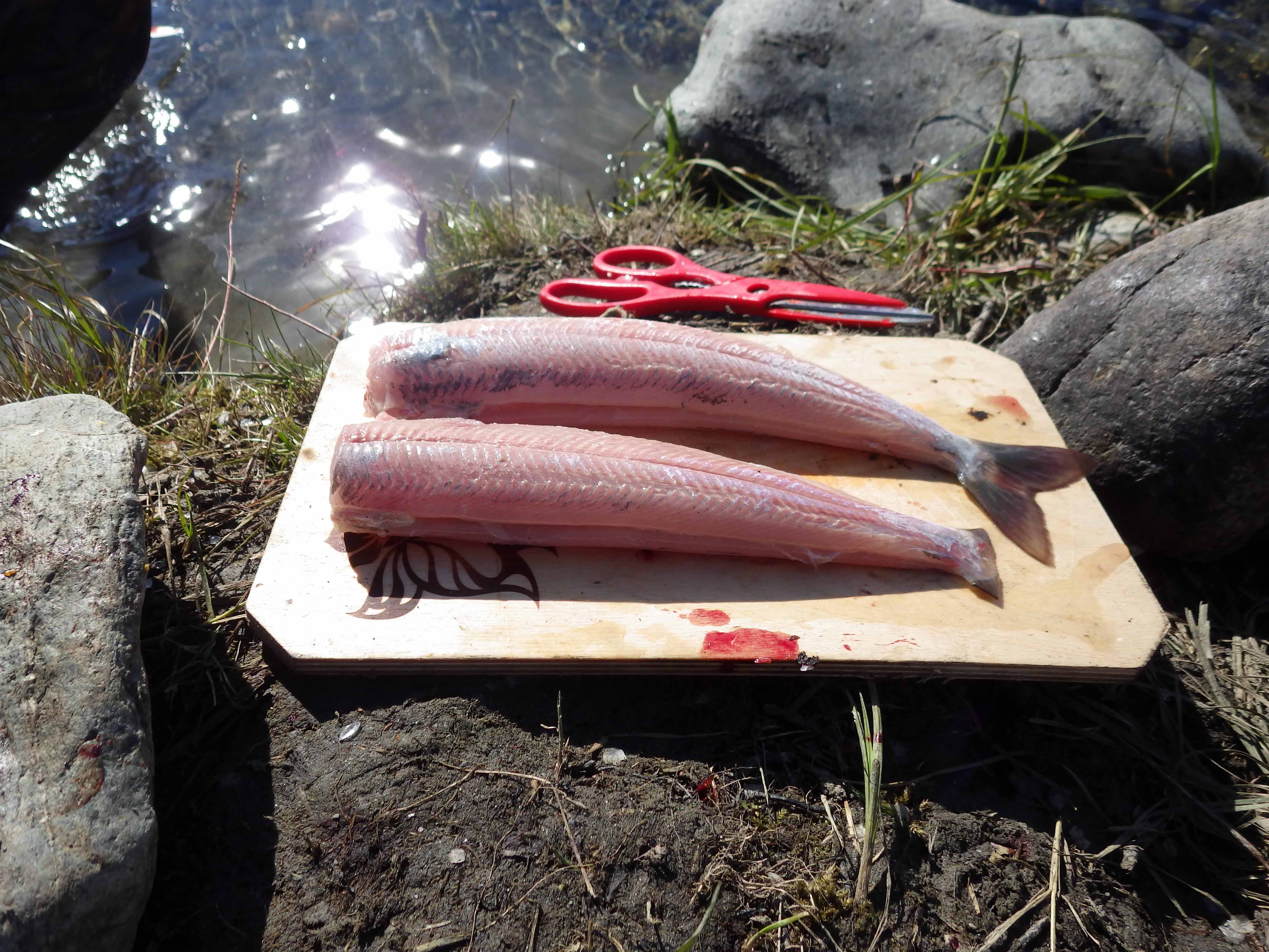 file/mb_2015/sashimi.jpg