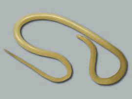 file/stat_i/askarida.jpg