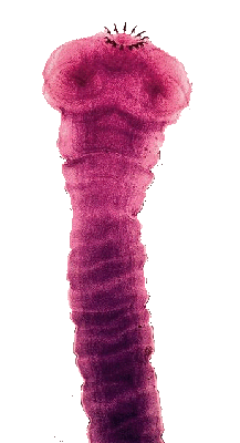 file/stat_i/bichij_tcepen_.gif