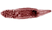 file/stat_i/klonorhoz.jpg