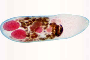 file/stat_i/metogonimoz.jpg