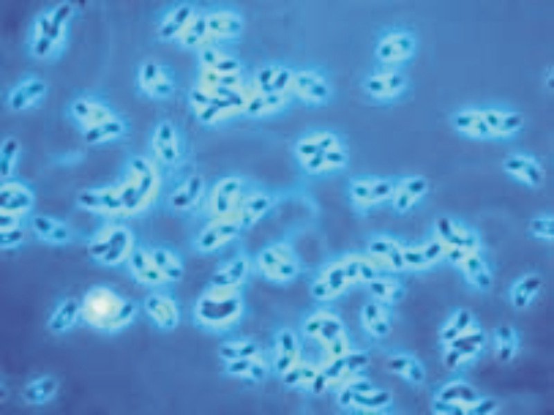 file/stat_i/nanofietoz.jpg