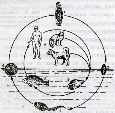 file/stat_i/zarazhenie_opistorhozom.jpg
