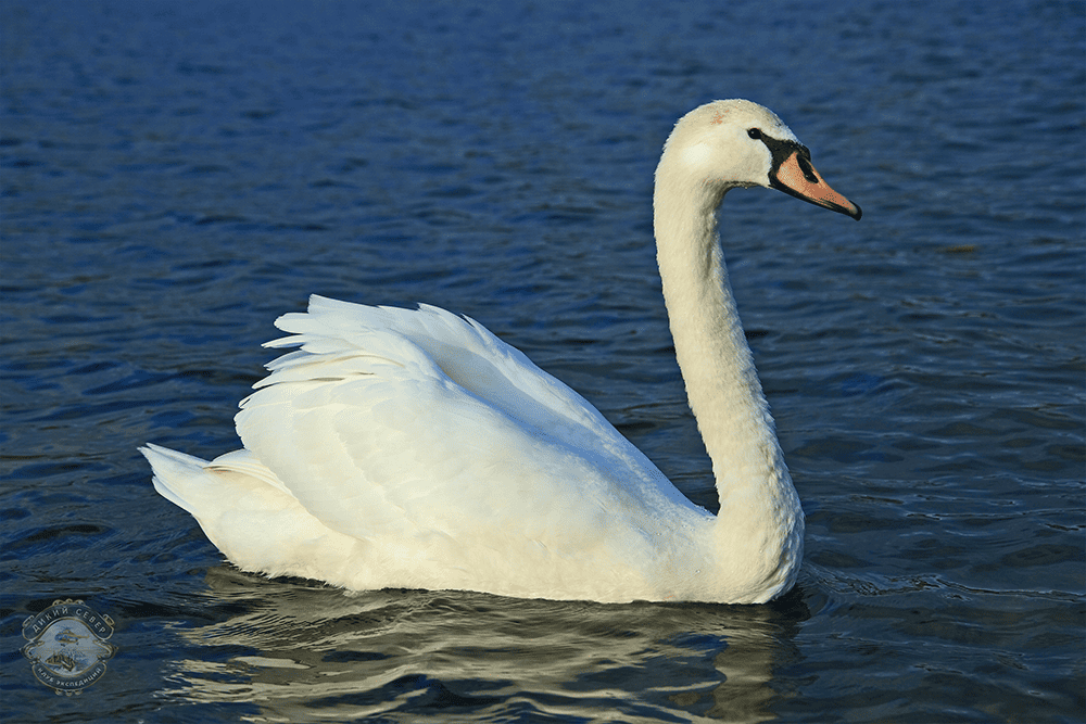 ������-����� (���. Cygnus olor)