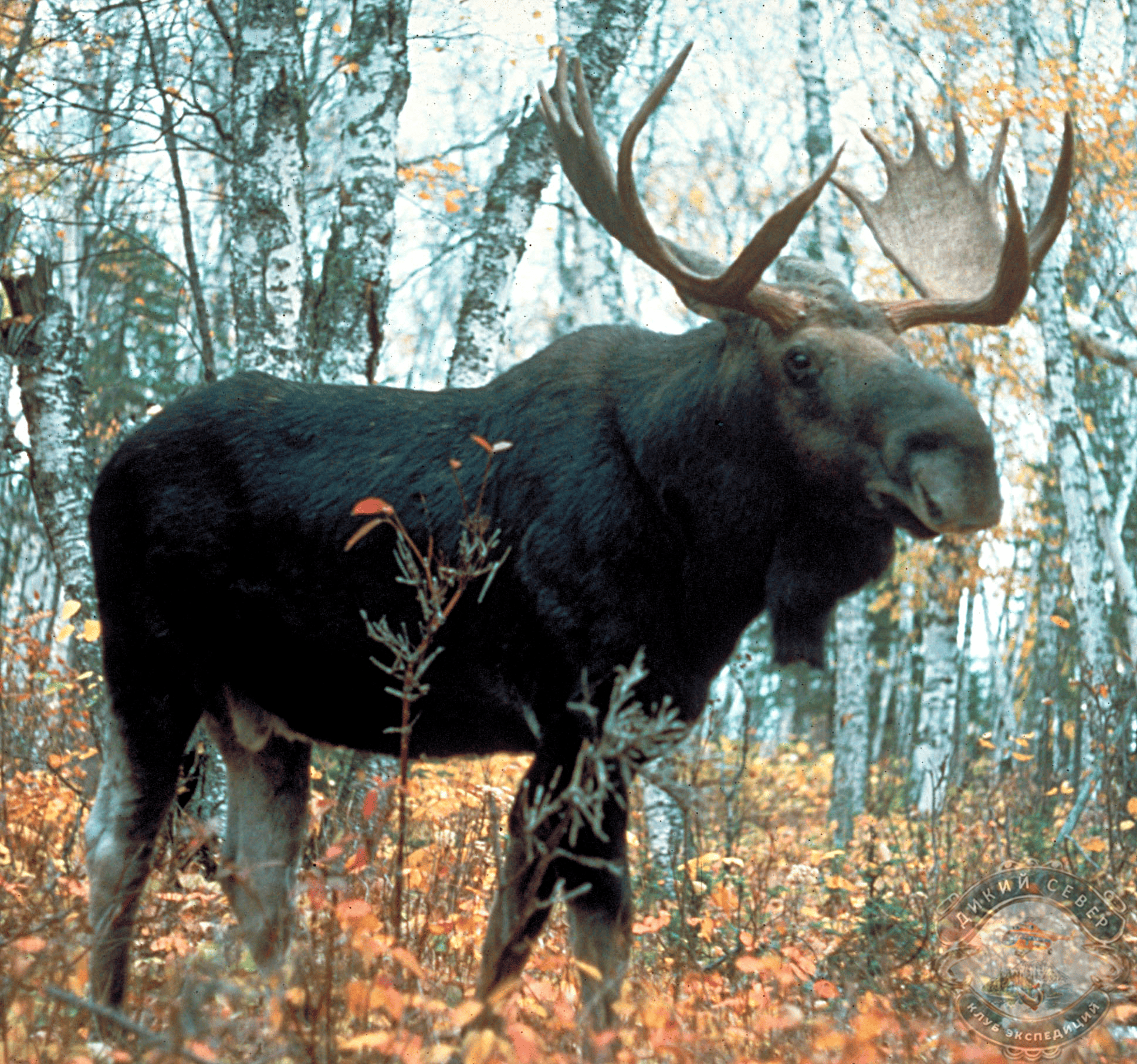 ���� (���. Alces alces) - ����