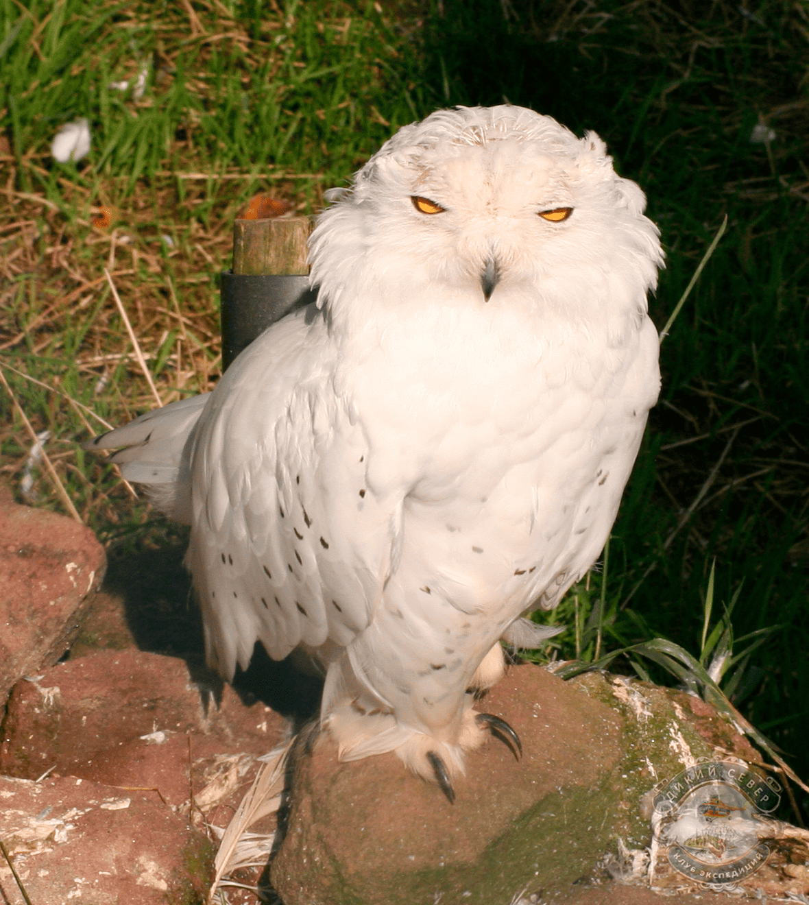 ����� ����, �������� ���� (Bubo scandiacus, Nyctea scandiaca) - ����