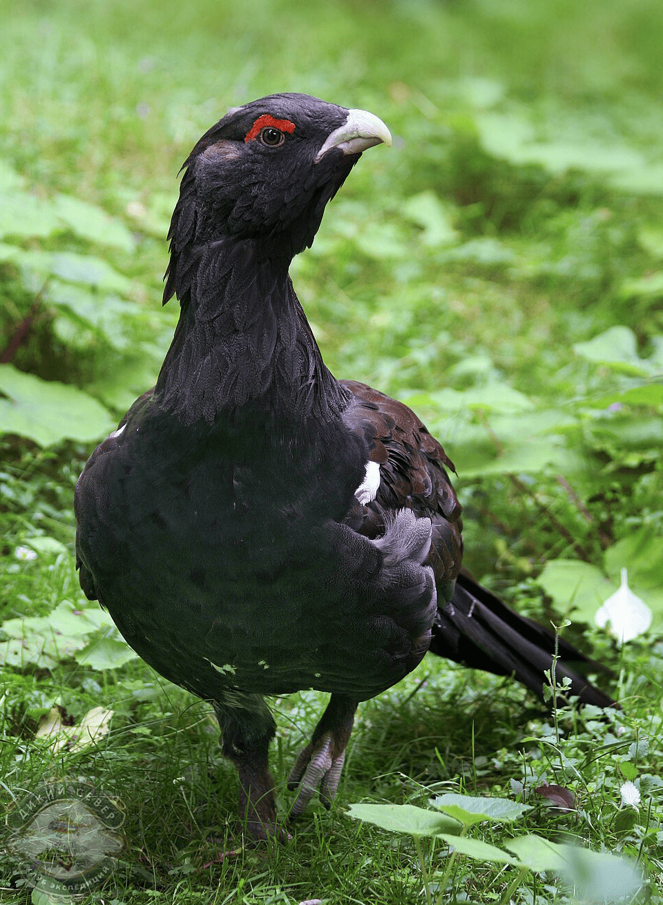 ������� (Tetrao urogallus) - ����